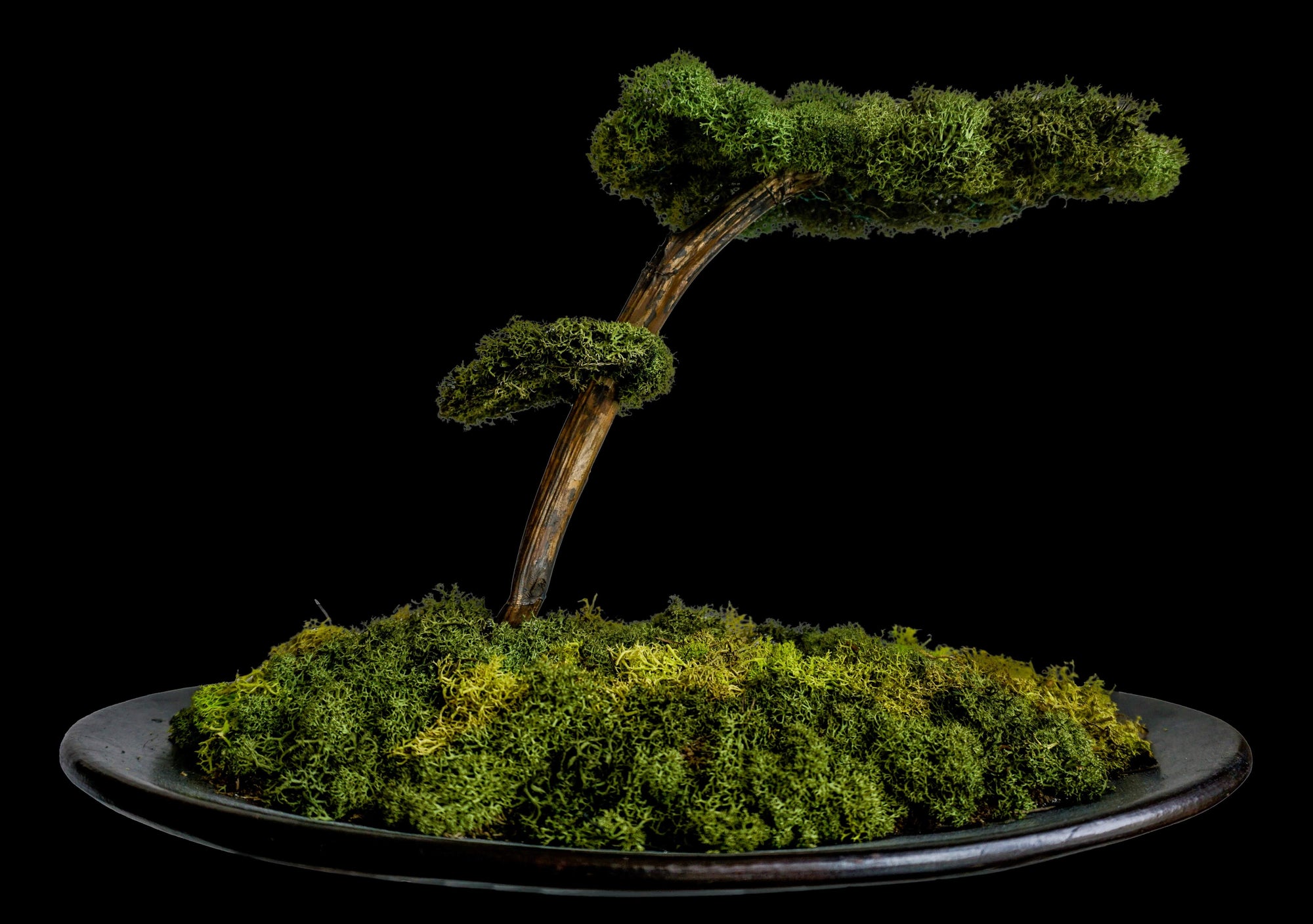 Bonsai | Rendier mos / Reindeer moss | Home decoration Wonders of Luxury - Interior